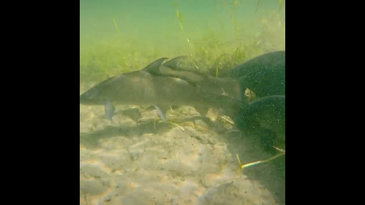 Blue Sucker Post Tease