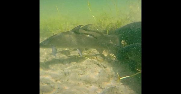 Blue Sucker Post Tease