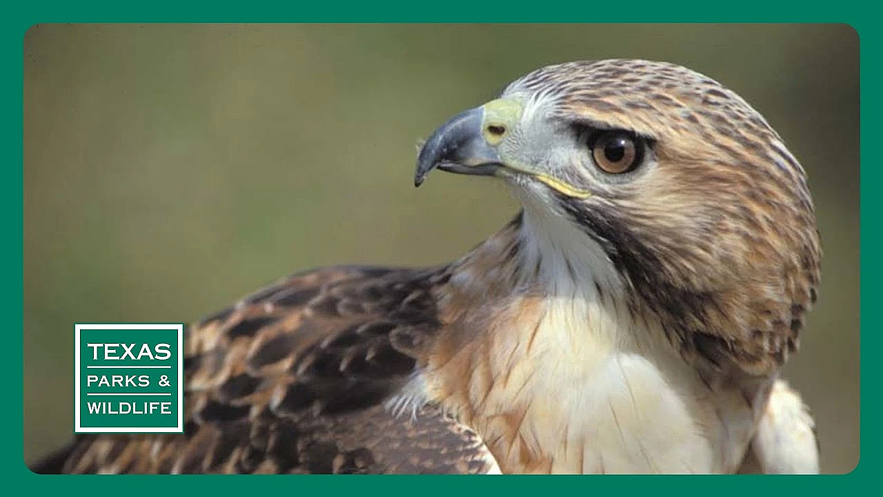 Pbs Preview - Painters For The Parks, Hawk Watcher, East Texas Wilderness