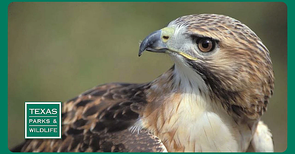 Pbs Preview - Painters For The Parks, Hawk Watcher, East Texas Wilderness