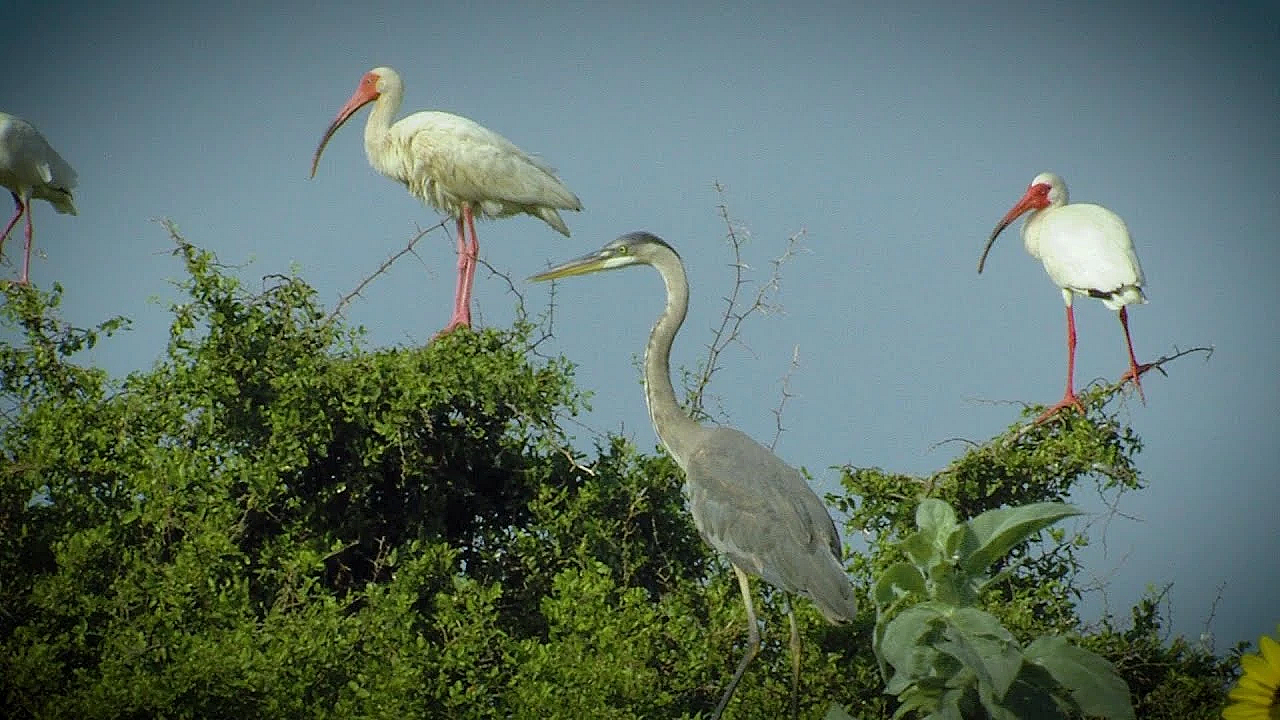 Pbs Show- Shrinking Sundown, Ebel Grasslands &amp; San Angelo State Park