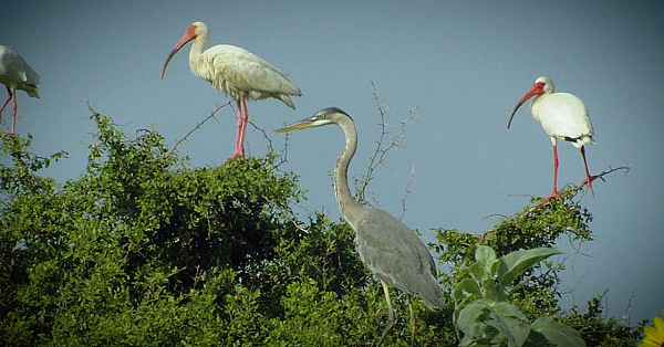 Pbs Show- Shrinking Sundown, Ebel Grasslands &amp; San Angelo State Park