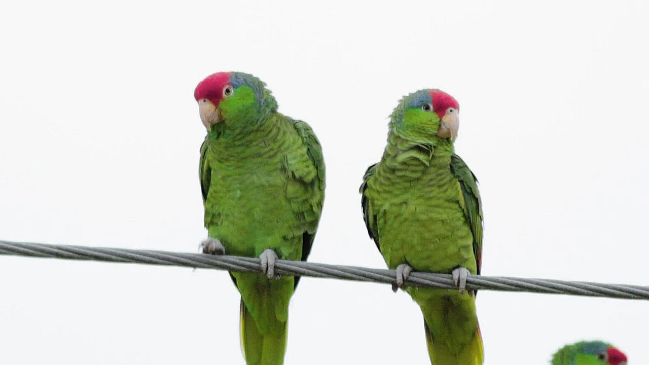 Pbs Show- Parrot Patrol, Goose Island Pier &amp; Mule Deer Science