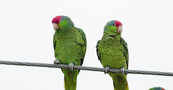 Pbs Show- Parrot Patrol, Goose Island Pier &amp; Mule Deer Science