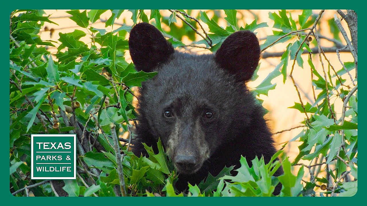 Pbs Trailer - Episode 2, Season 40