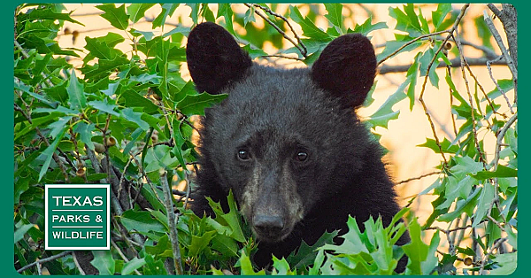 Pbs Trailer - Episode 2, Season 40