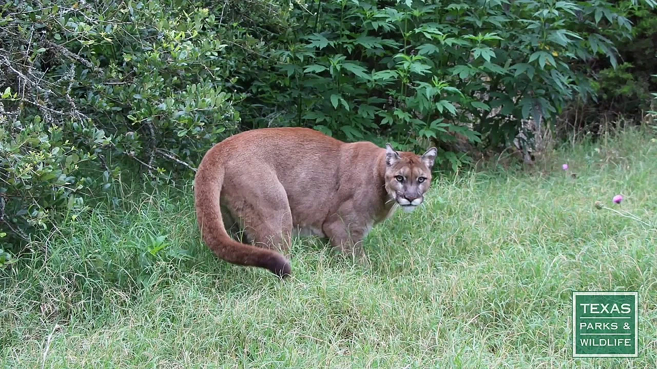 Mountain Lions Of Texas - Tips From A Wildlife Biologist
