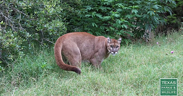Mountain Lions Of Texas - Tips From A Wildlife Biologist