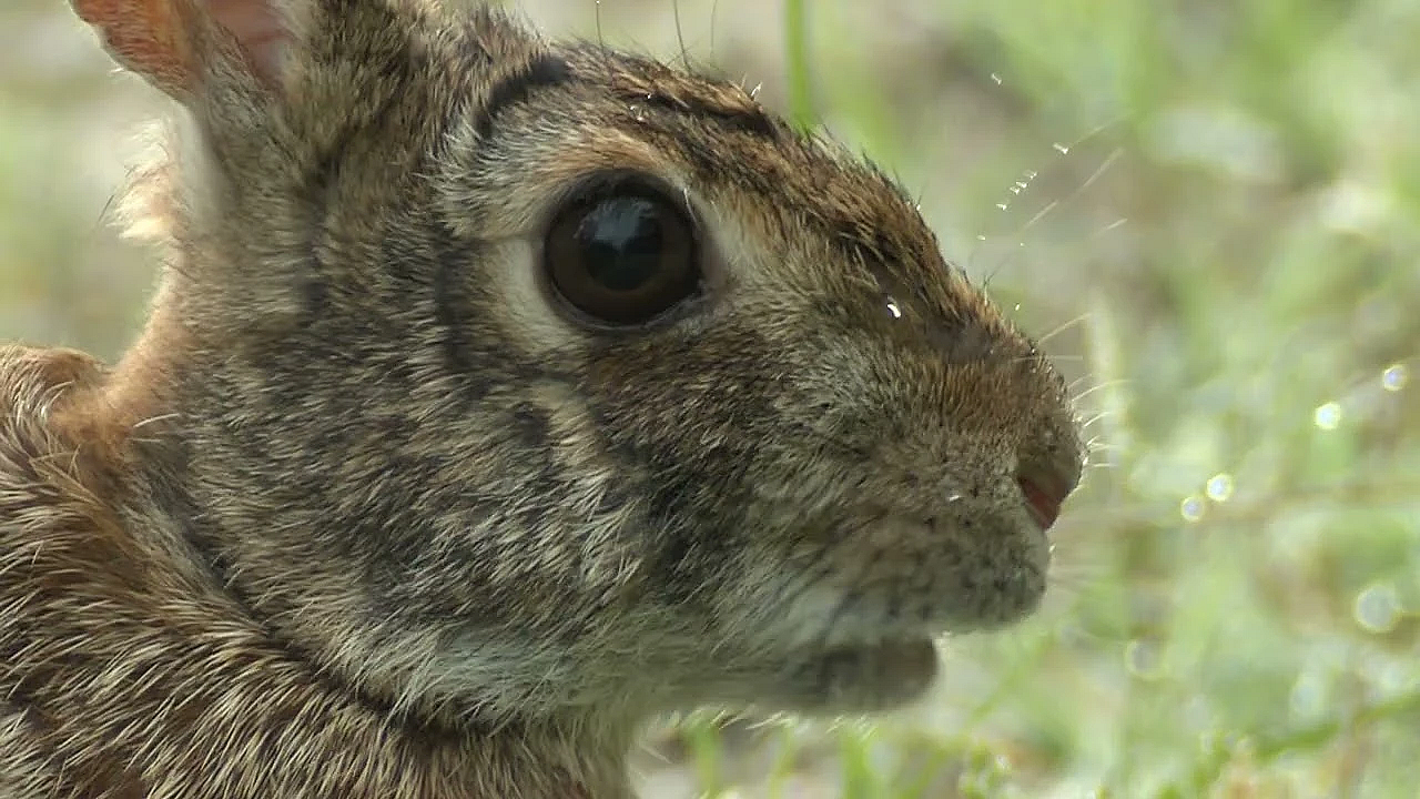 Postcard From Texas: Rabbit Food
