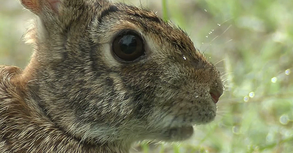 Postcard From Texas: Rabbit Food