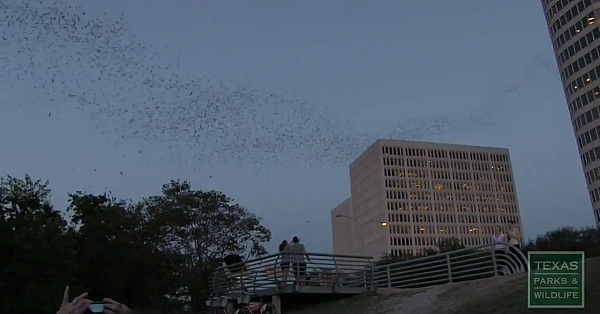 Batwatching Across Texas - Tips From A Wildlife Biologist