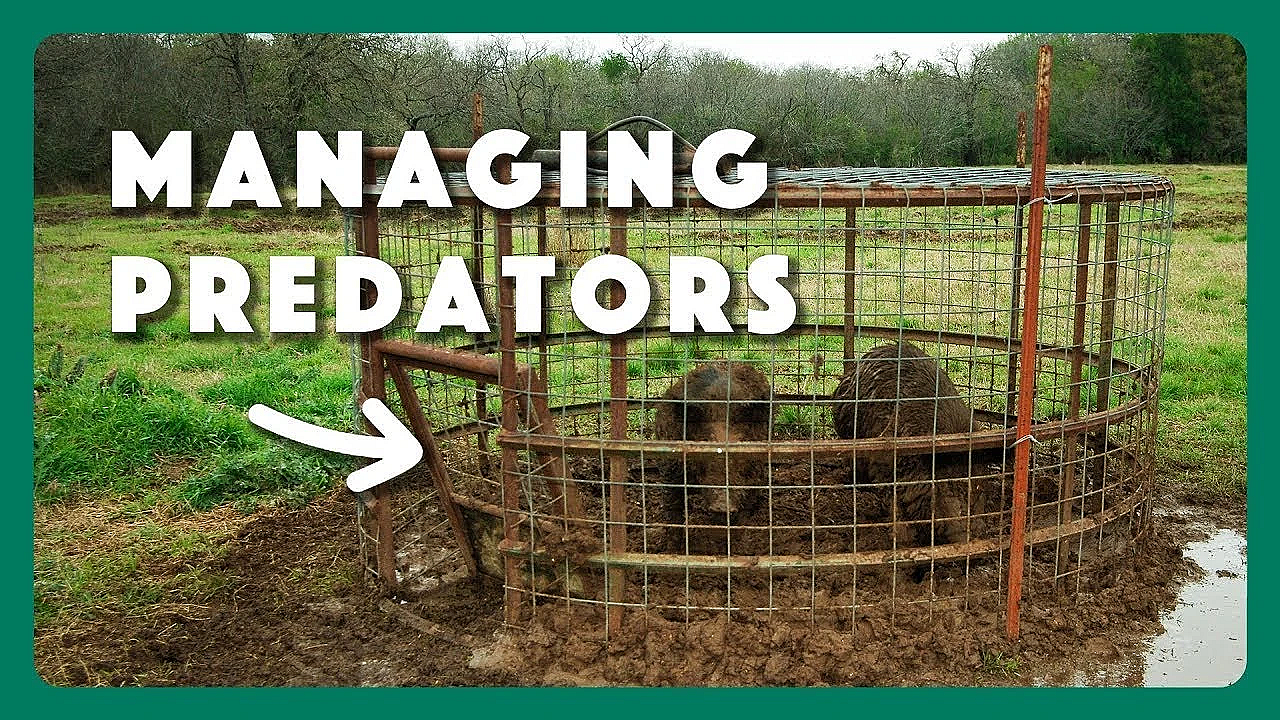 Managing Wildlife Predators