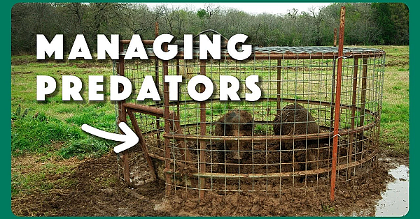 Managing Wildlife Predators