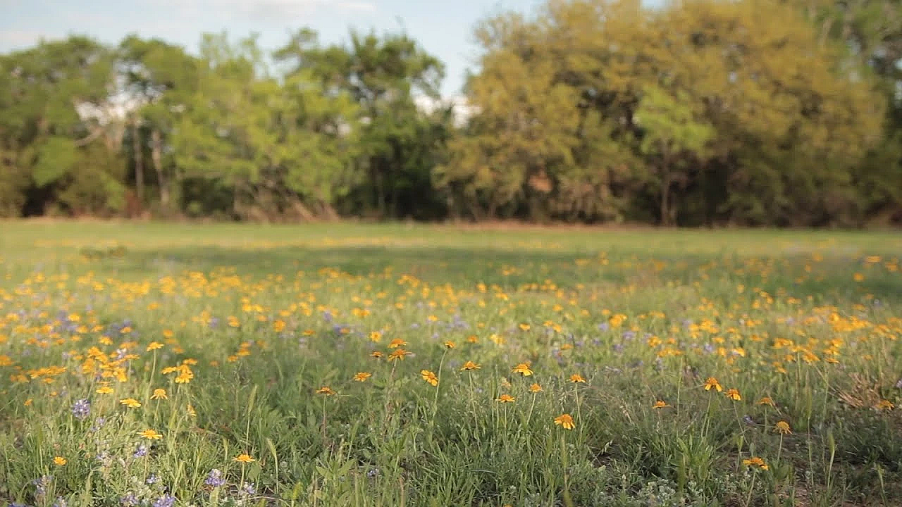 Pbs Show - Spicewood Ranch, Ada Hunt Help, East Texas Woods, #2704