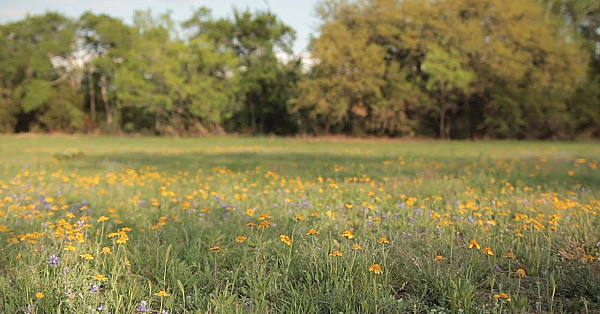 Pbs Show - Spicewood Ranch, Ada Hunt Help, East Texas Woods, #2704