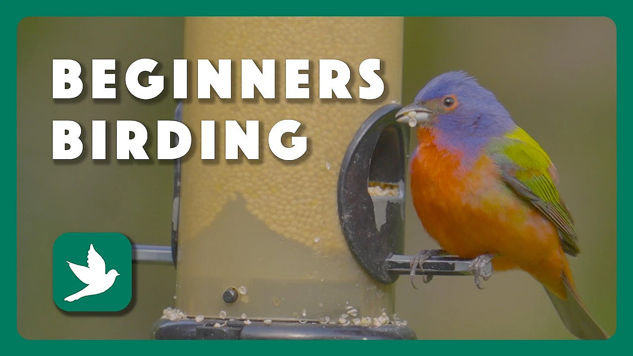 Birding For Beginners