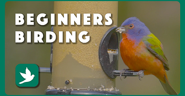 Birding For Beginners