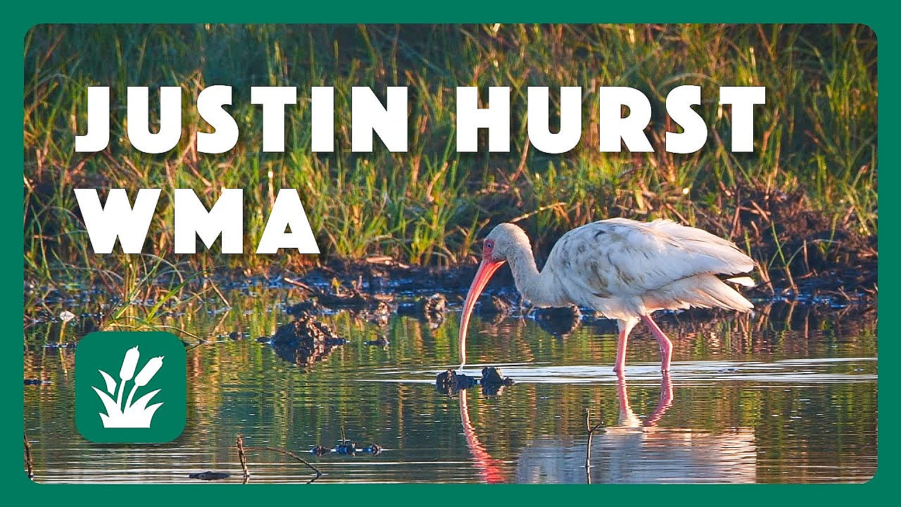 Morning On The Marsh - Postcard From Texas