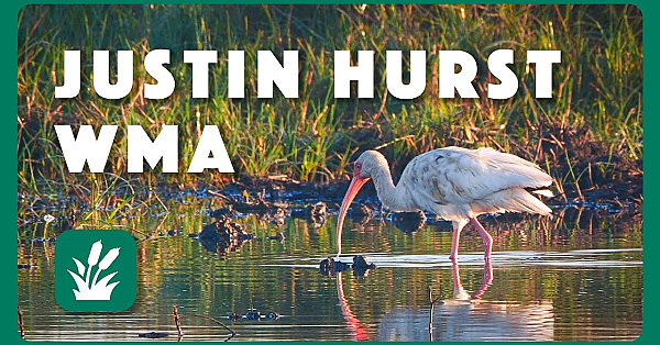 Morning On The Marsh - Postcard From Texas