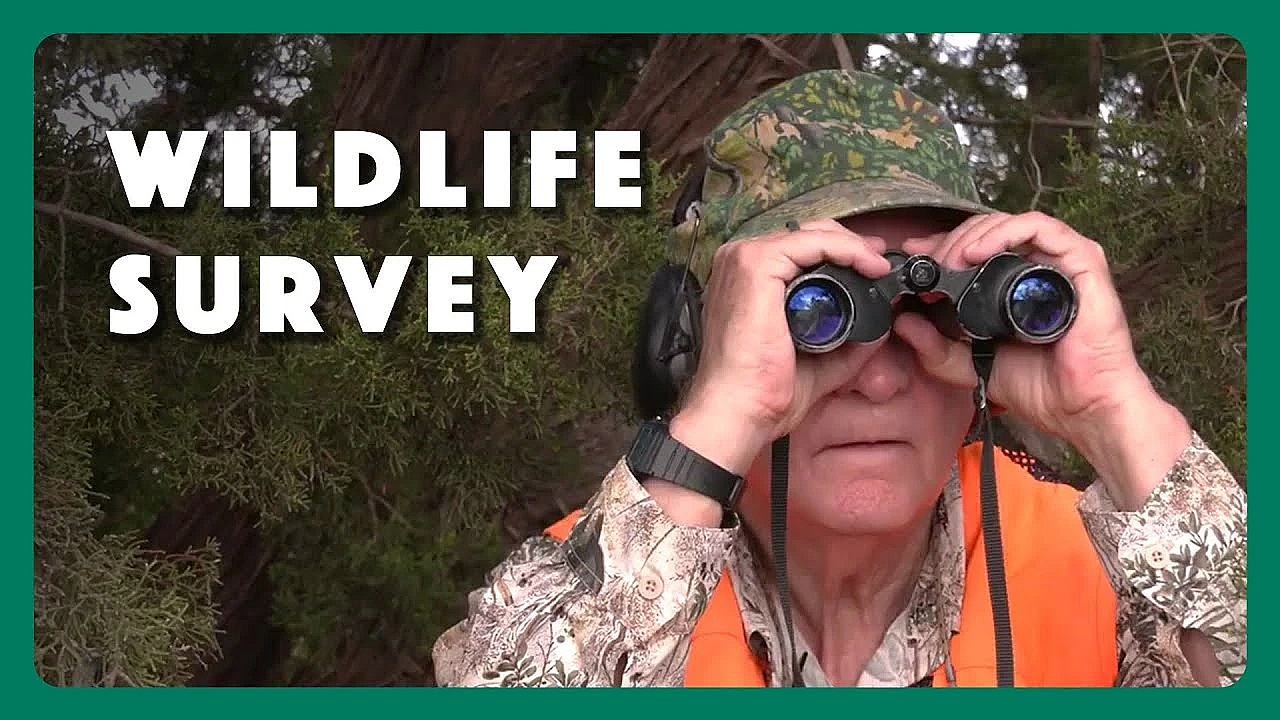 Counting And Surveying Wildlife