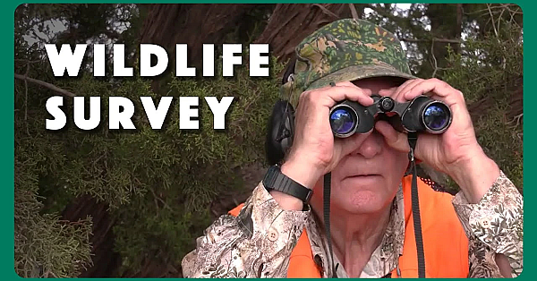 Counting And Surveying Wildlife