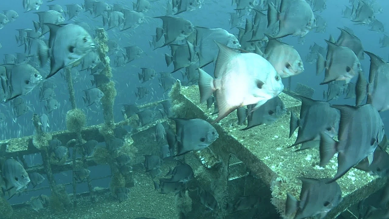 Pbs Show April 7-13, 2019, #2726