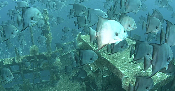 Pbs Show April 7-13, 2019, #2726