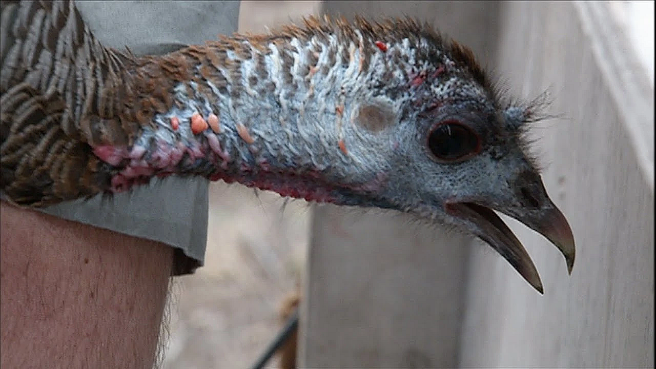 Pbs Show - Turkey Work, Turkey Calls, Turkey Talk, #2706