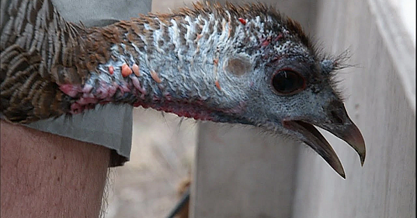 Pbs Show - Turkey Work, Turkey Calls, Turkey Talk, #2706