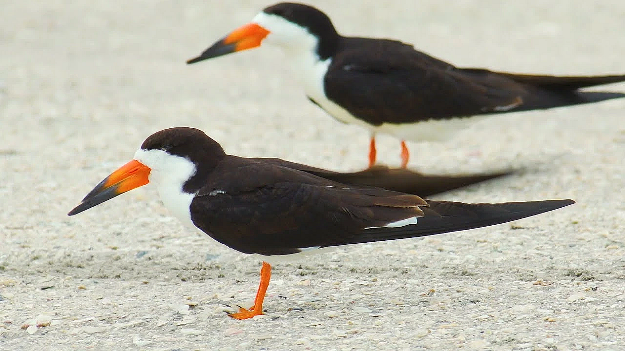 Pbs Show- Saving Skimmers, Paddling Goliad &amp; Counting Catches