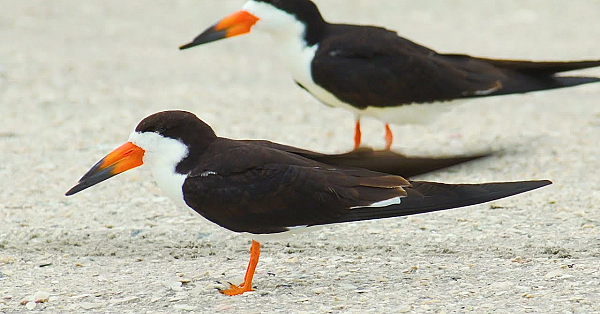 Pbs Show- Saving Skimmers, Paddling Goliad &amp; Counting Catches