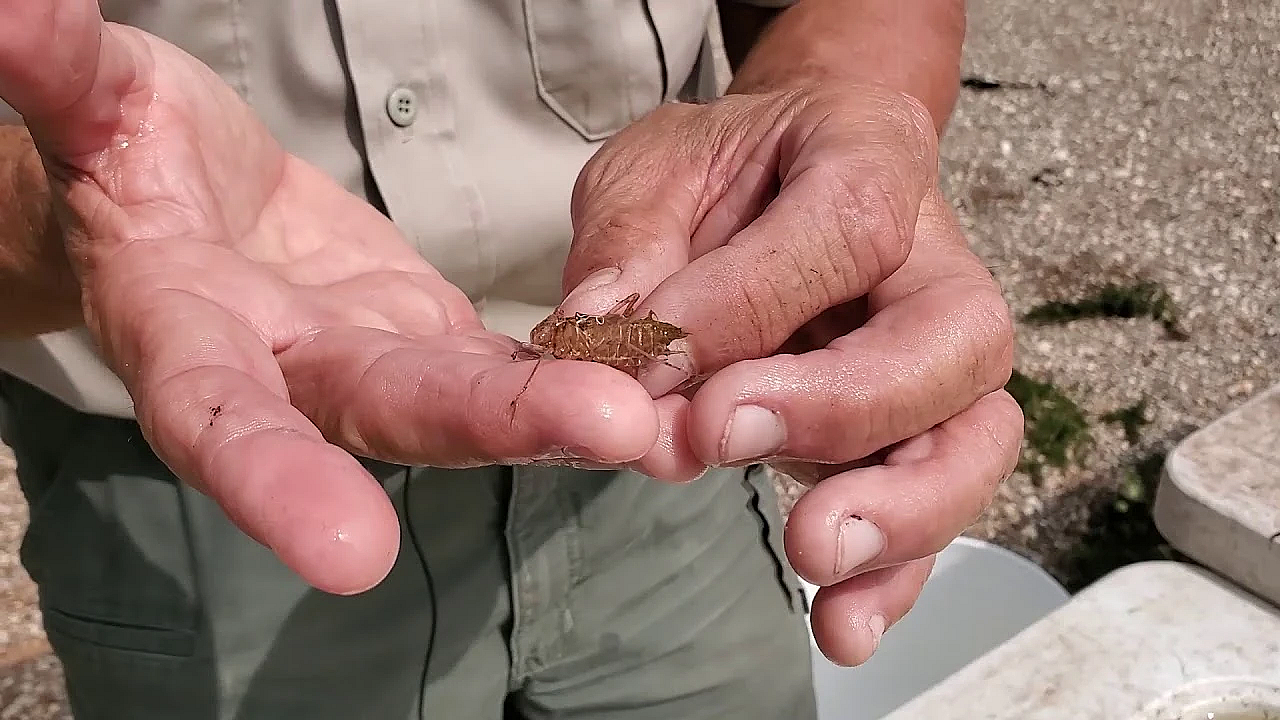 Pond Life At Brazos Bend State  Park