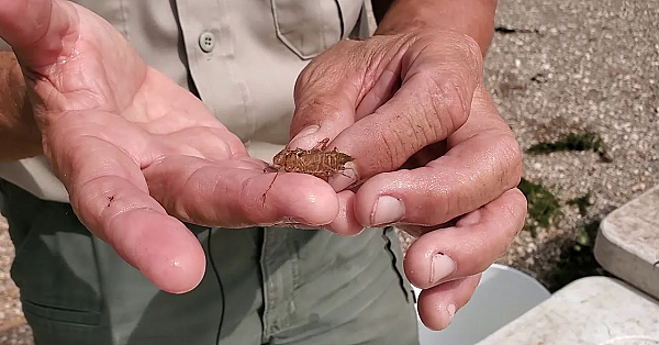 Pond Life At Brazos Bend State  Park