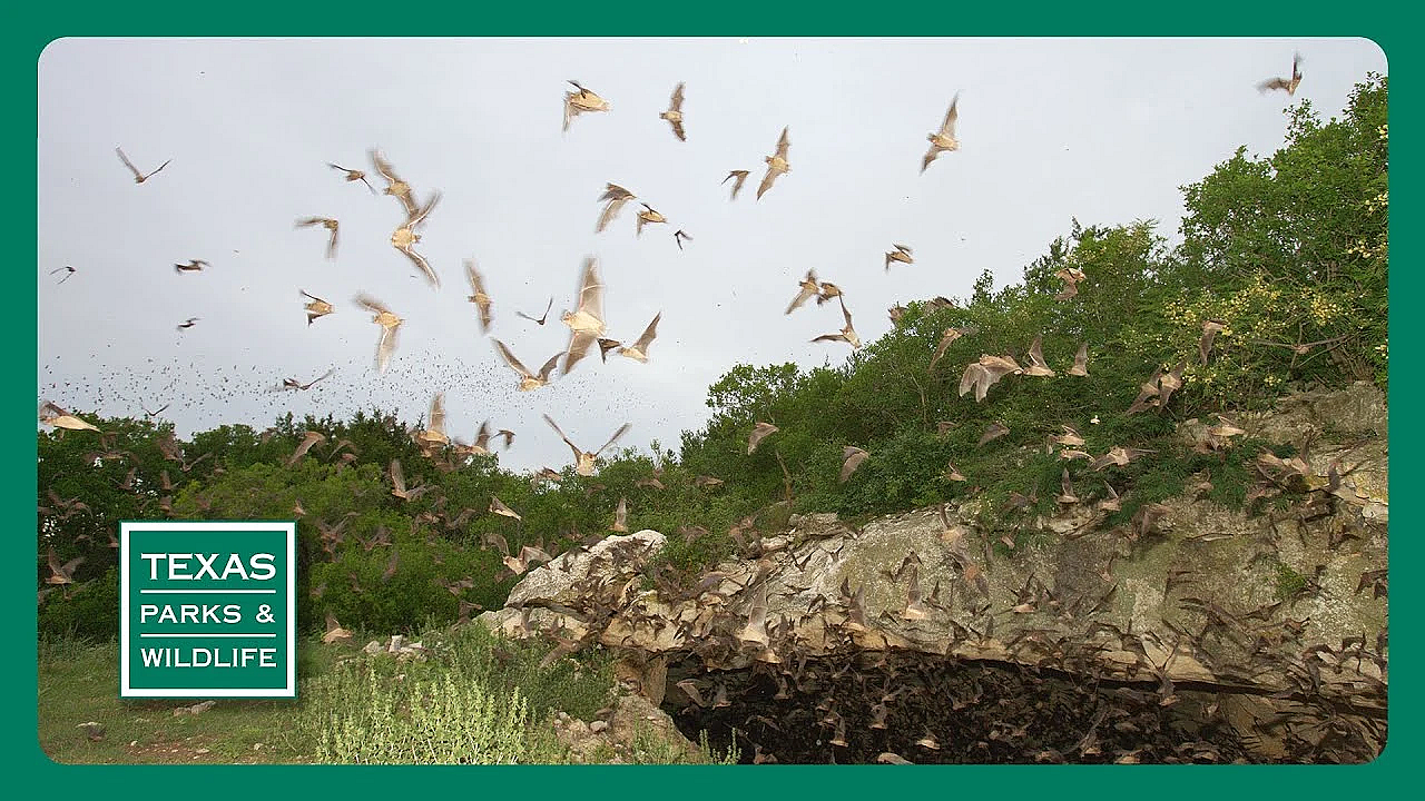 Pbs Preview - Feral Pig Cookoff, Quail Ranch &amp; Kickapoo Cavern