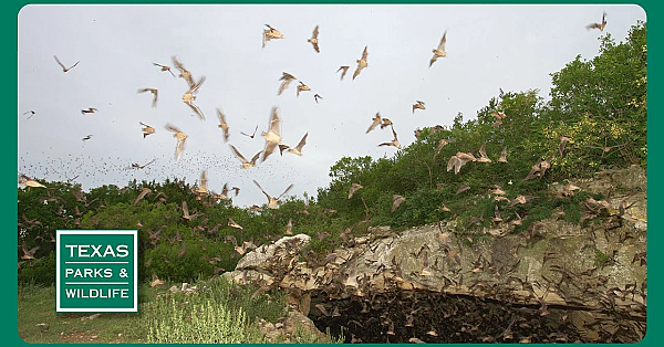 Pbs Preview - Feral Pig Cookoff, Quail Ranch &amp; Kickapoo Cavern