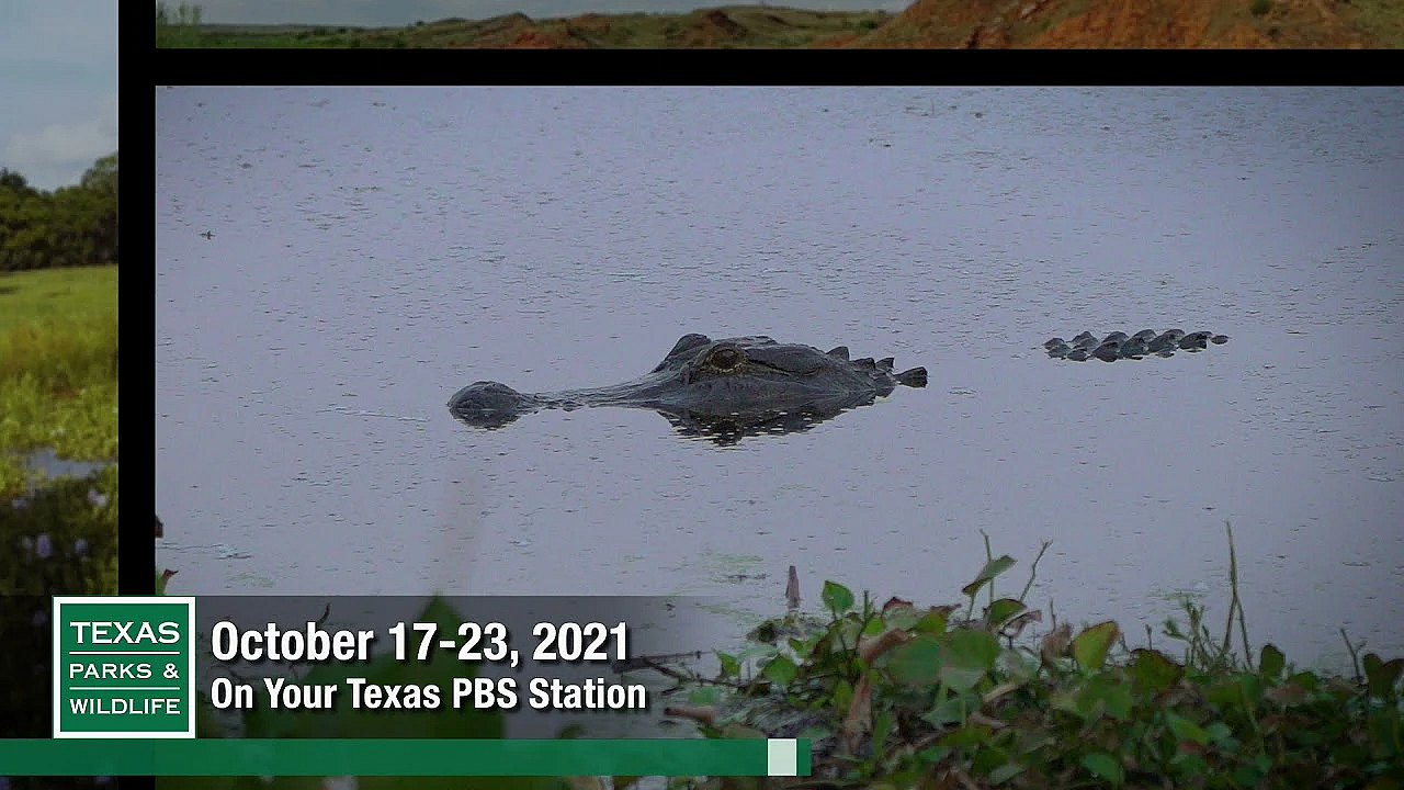Pbs Preview - Shrimping, Brazos Bend, Big-eared Bats - #3002