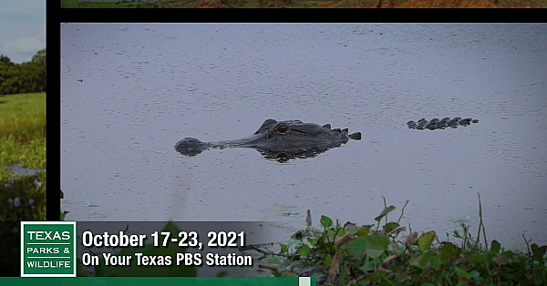 Pbs Preview - Shrimping, Brazos Bend, Big-eared Bats - #3002