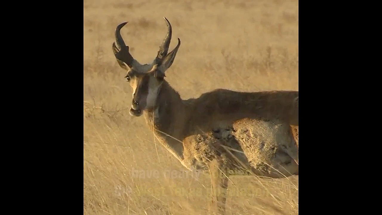 Pronghorn Getting Help