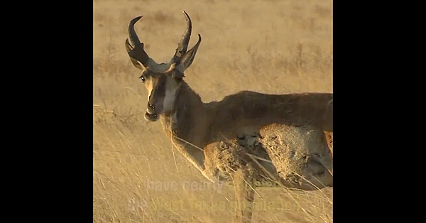 Pronghorn Getting Help