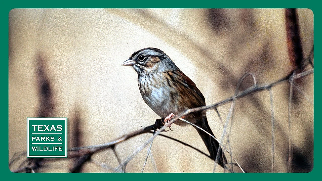 Pbs Preview- Seed Collectors, Wuest Ranch, Sparrow Searchers