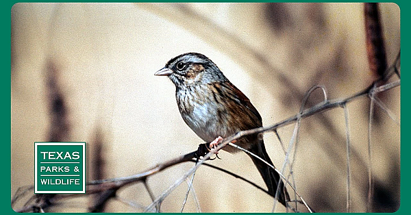 Pbs Preview- Seed Collectors, Wuest Ranch, Sparrow Searchers