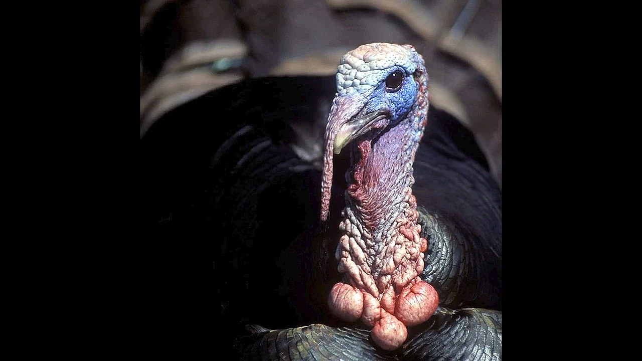 Spring Turkey Season - Texas Parks And Wildlife