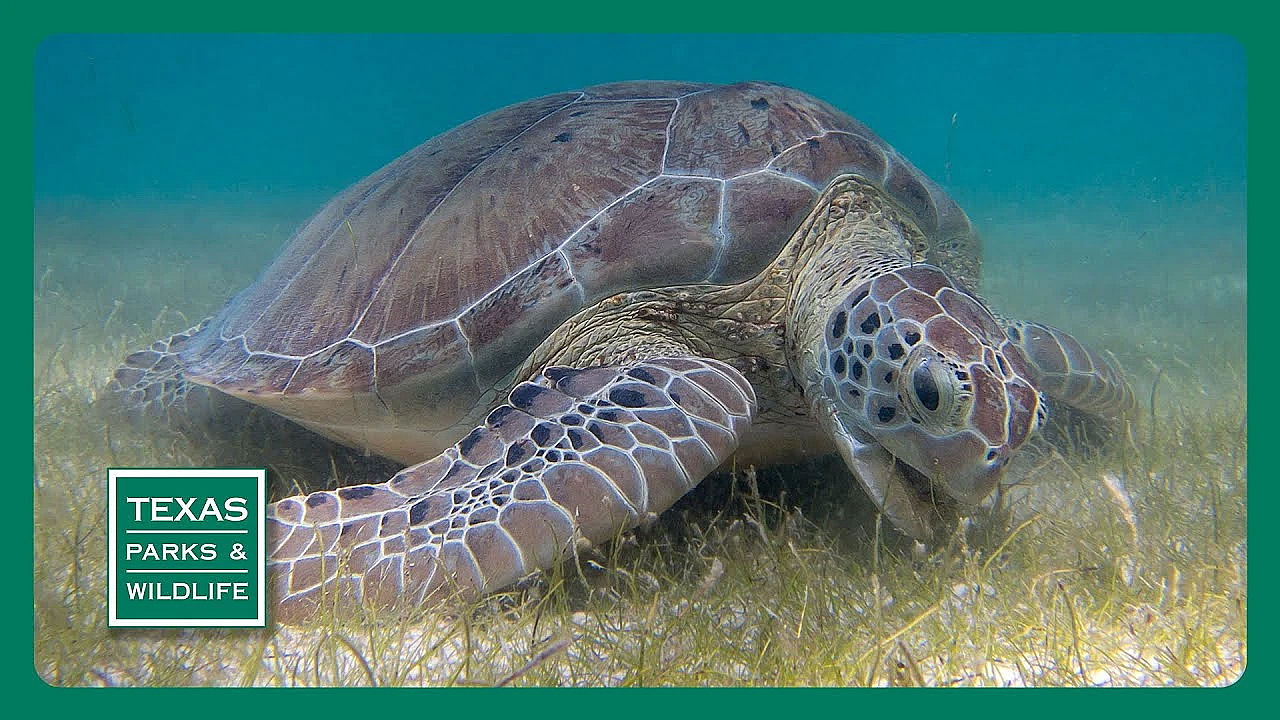 Pbs Preview- Blue Sucker, Galveston Island, Green Turtle Team
