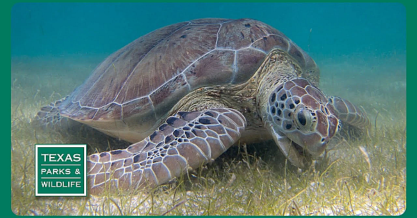 Pbs Preview- Blue Sucker, Galveston Island, Green Turtle Team
