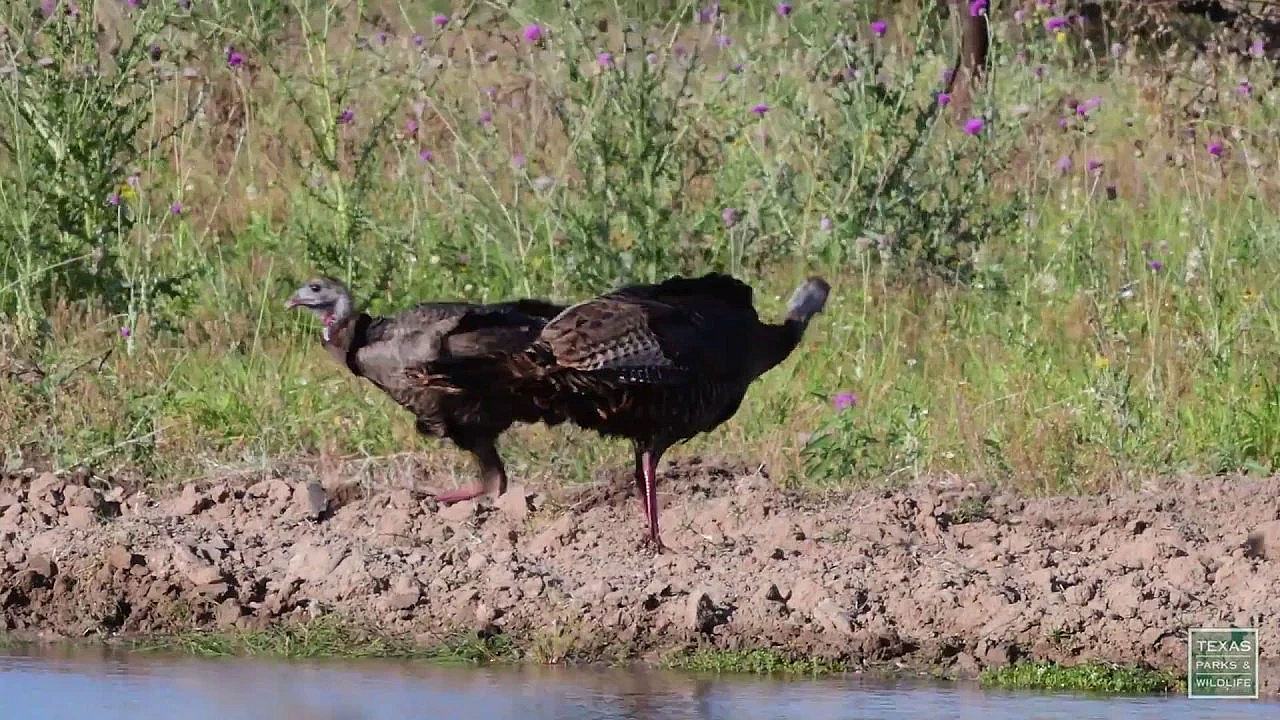 Postcard From Texas: Even More Turkeys