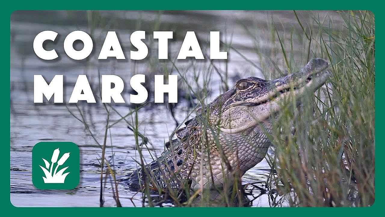 Coastal Marsh - Postcard From Texas