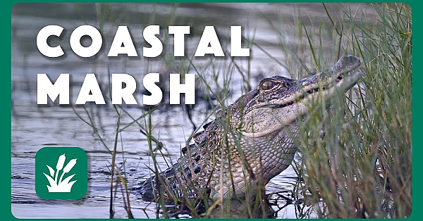 Coastal Marsh - Postcard From Texas