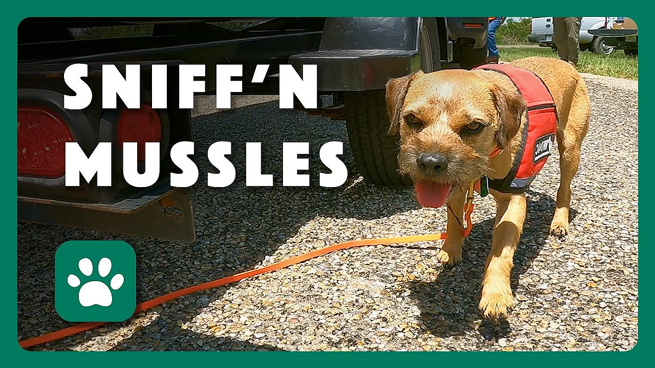 Working Dogs For Conservation