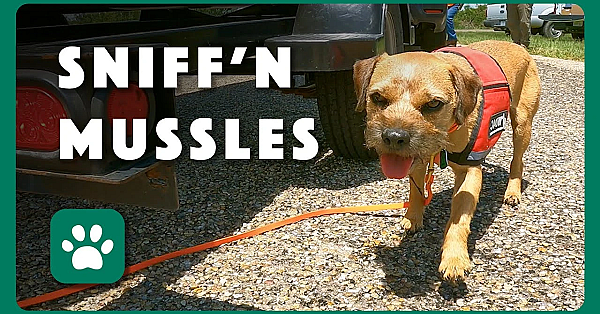 Working Dogs For Conservation