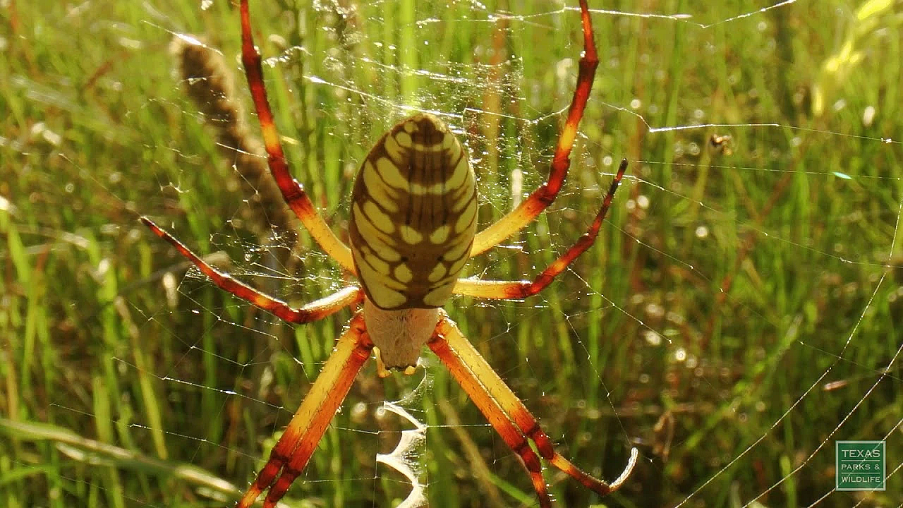 Coastal Prairie Morning - Postcard From Texas